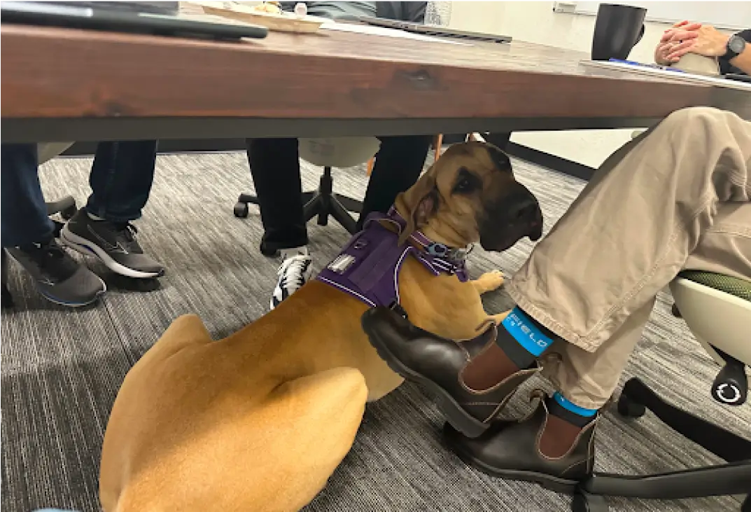 A cute gigantic friendly dog wearing a purple harness rests under a table surrounded by people's legs and chairs in an office setting.